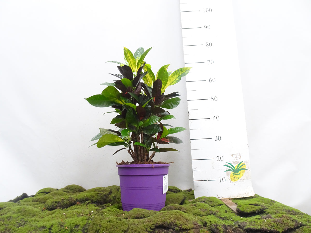 CROTON MS ICETON M-27