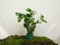 PHILODENDRON MONSTERA DELICIOSA M-21