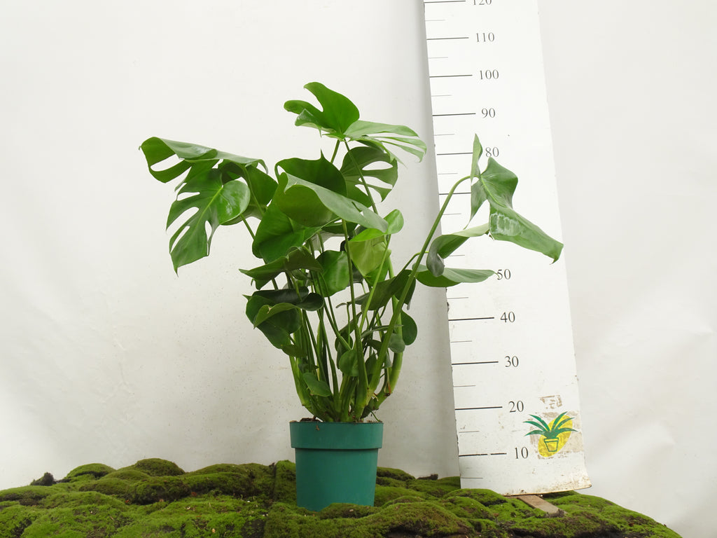 PHILODENDRON MONSTERA DELICIOSA M-21