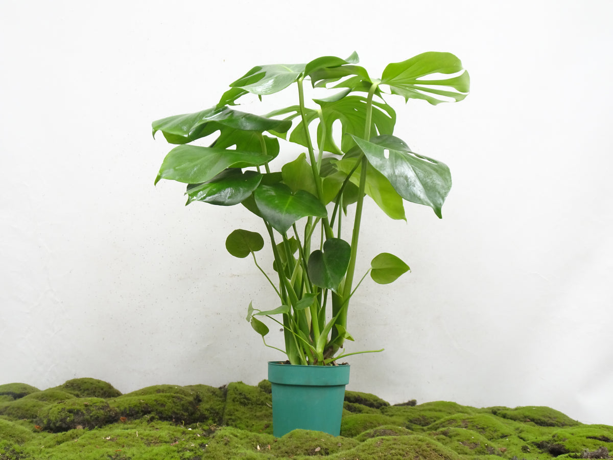 PHILODENDRON MONSTERA DELICIOSA M-14