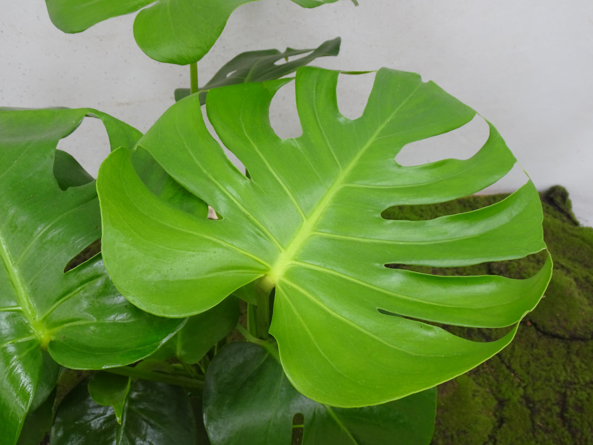 PHILODENDRON MONSTERA DELICIOSA M-14
