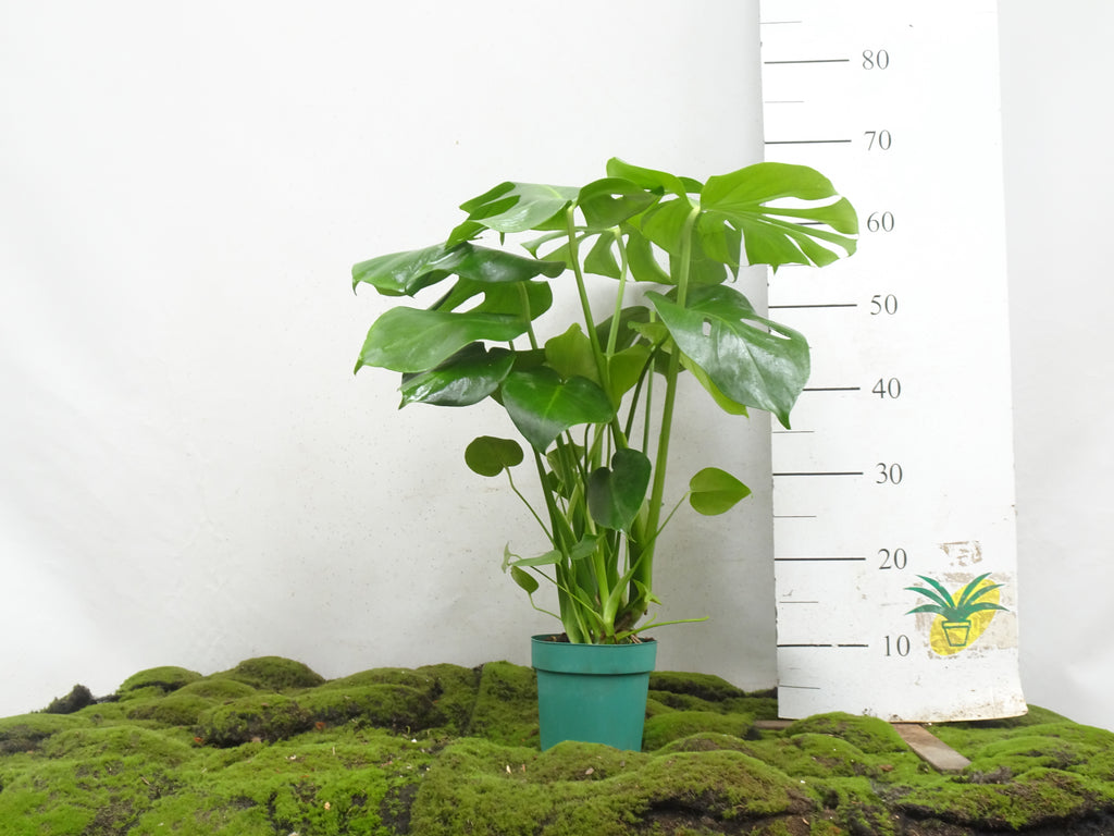 PHILODENDRON MONSTERA DELICIOSA M-14