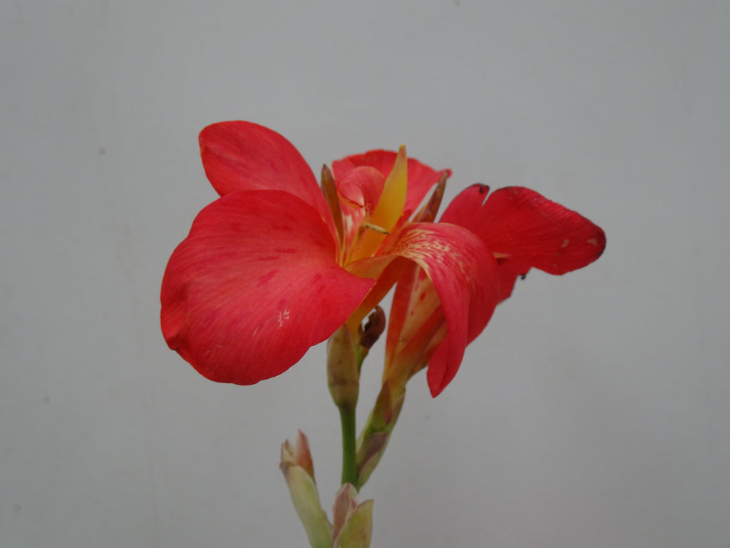 CANNA INDICA M-20