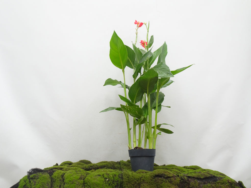 CANNA INDICA M-20