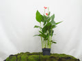 CANNA INDICA M-20