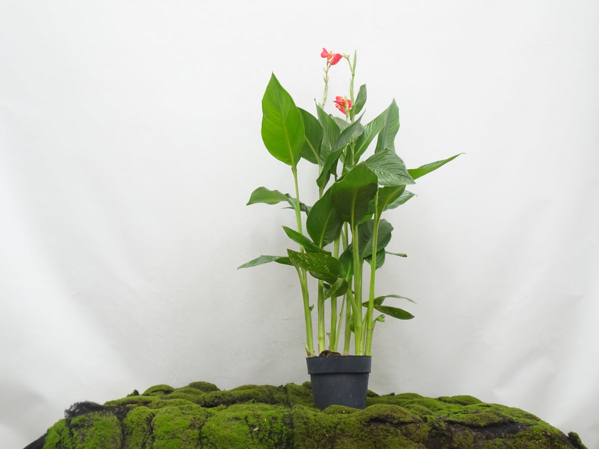 CANNA INDICA M-20