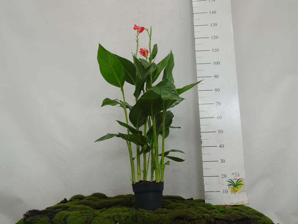 CANNA INDICA M-20