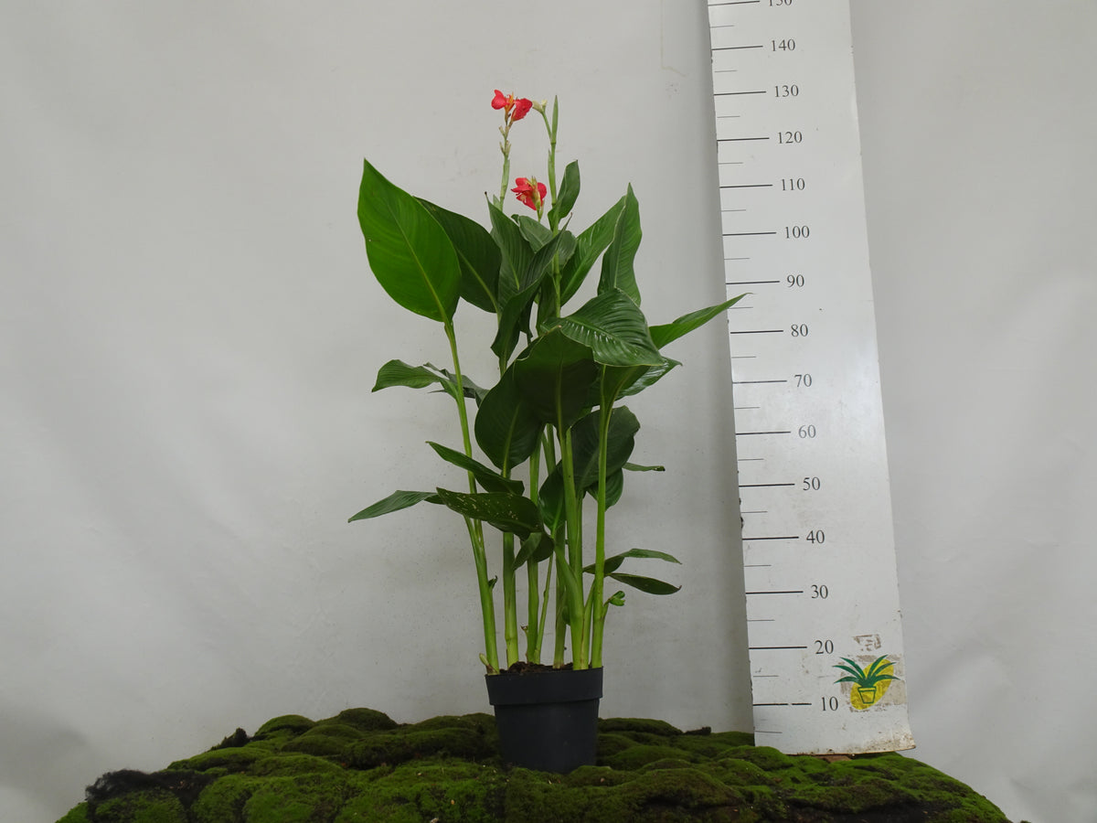 CANNA INDICA M-20