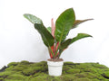 PHILODENDRON IMPERIAL M-17
