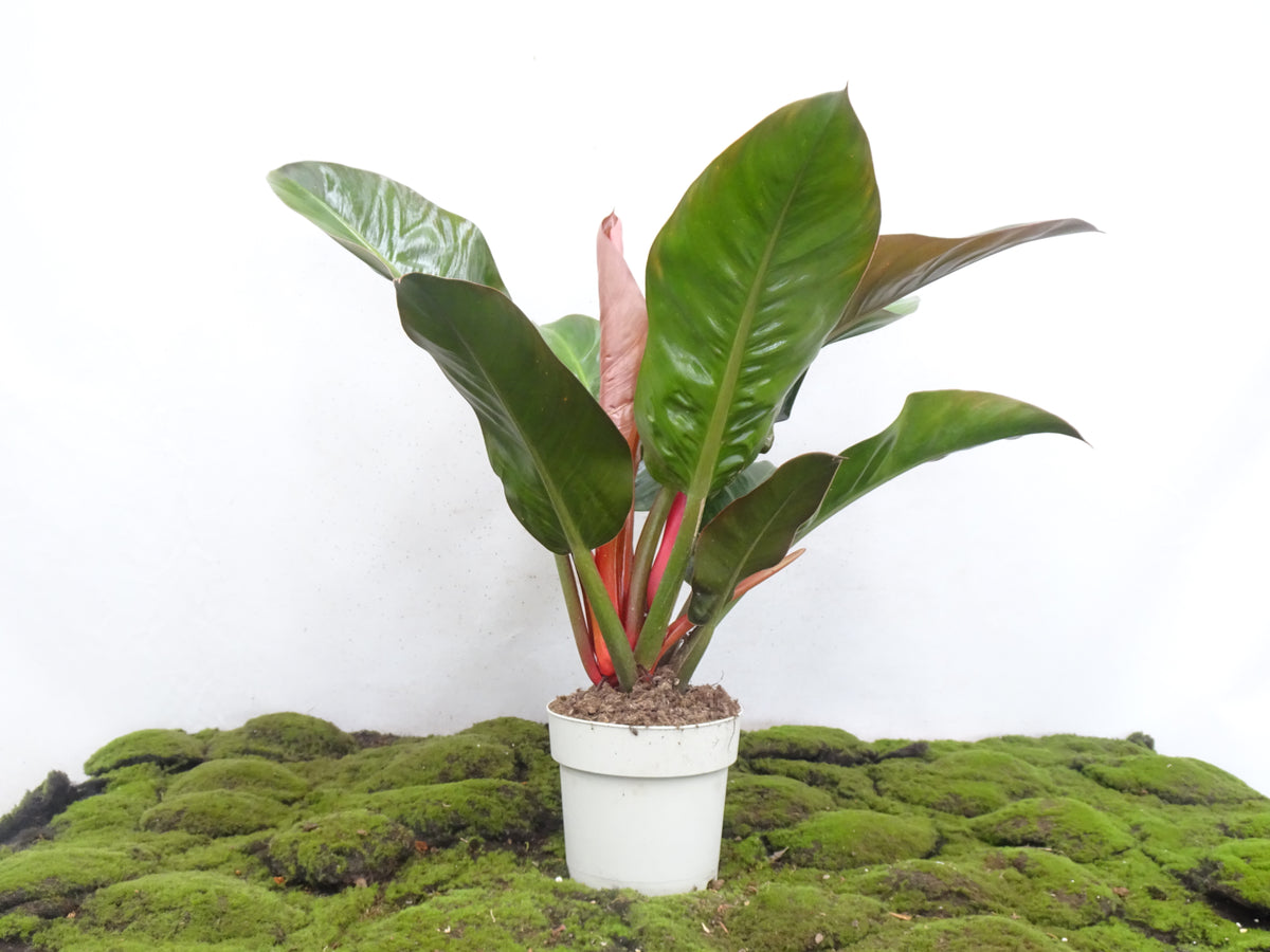 PHILODENDRON IMPERIAL M-17