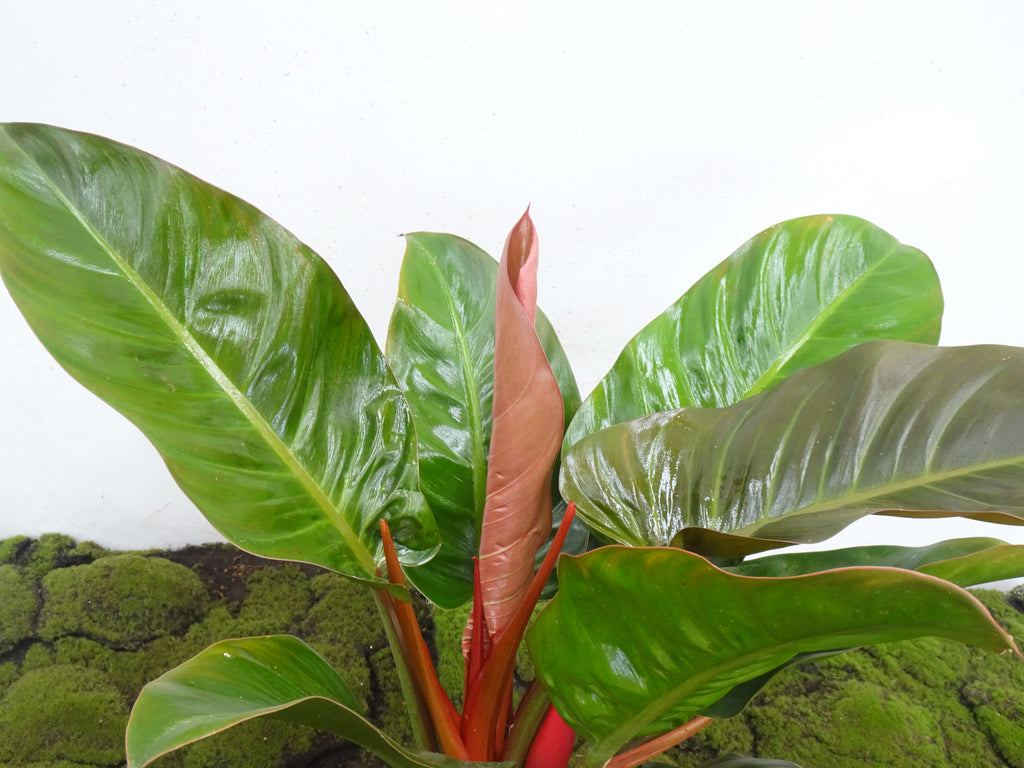 PHILODENDRON IMPERIAL M-17