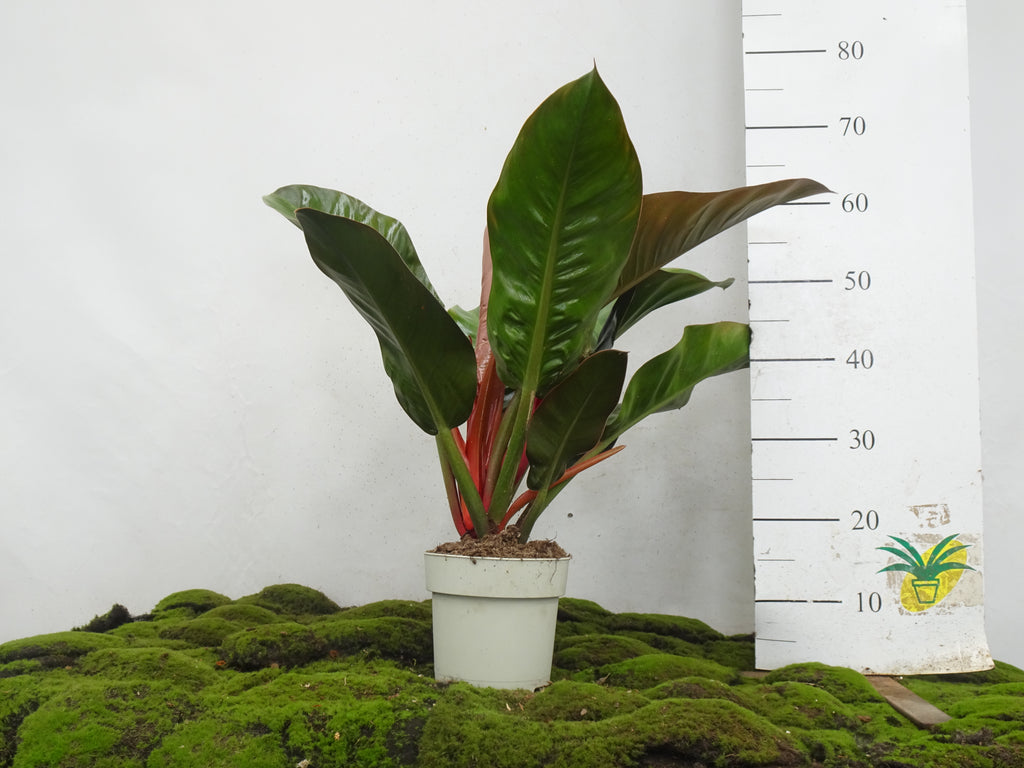 PHILODENDRON IMPERIAL M-17