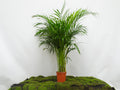ARECA M-17 I
