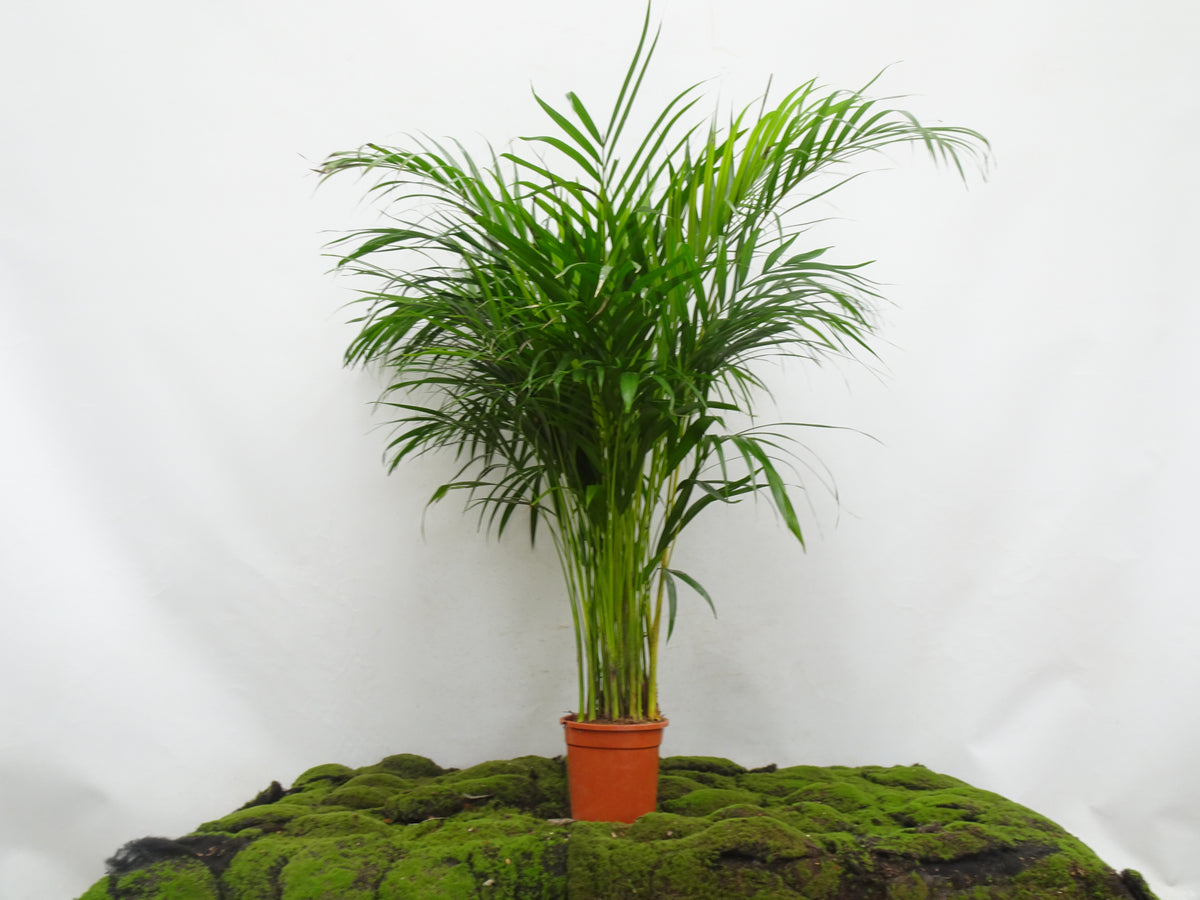ARECA M-17 I