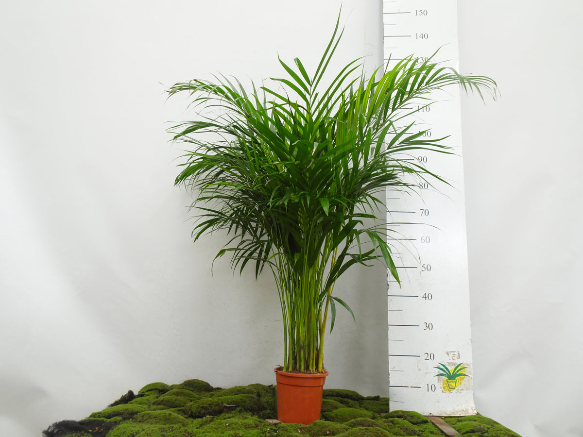 ARECA M-17 I