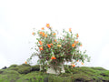 PORTULACA M-15