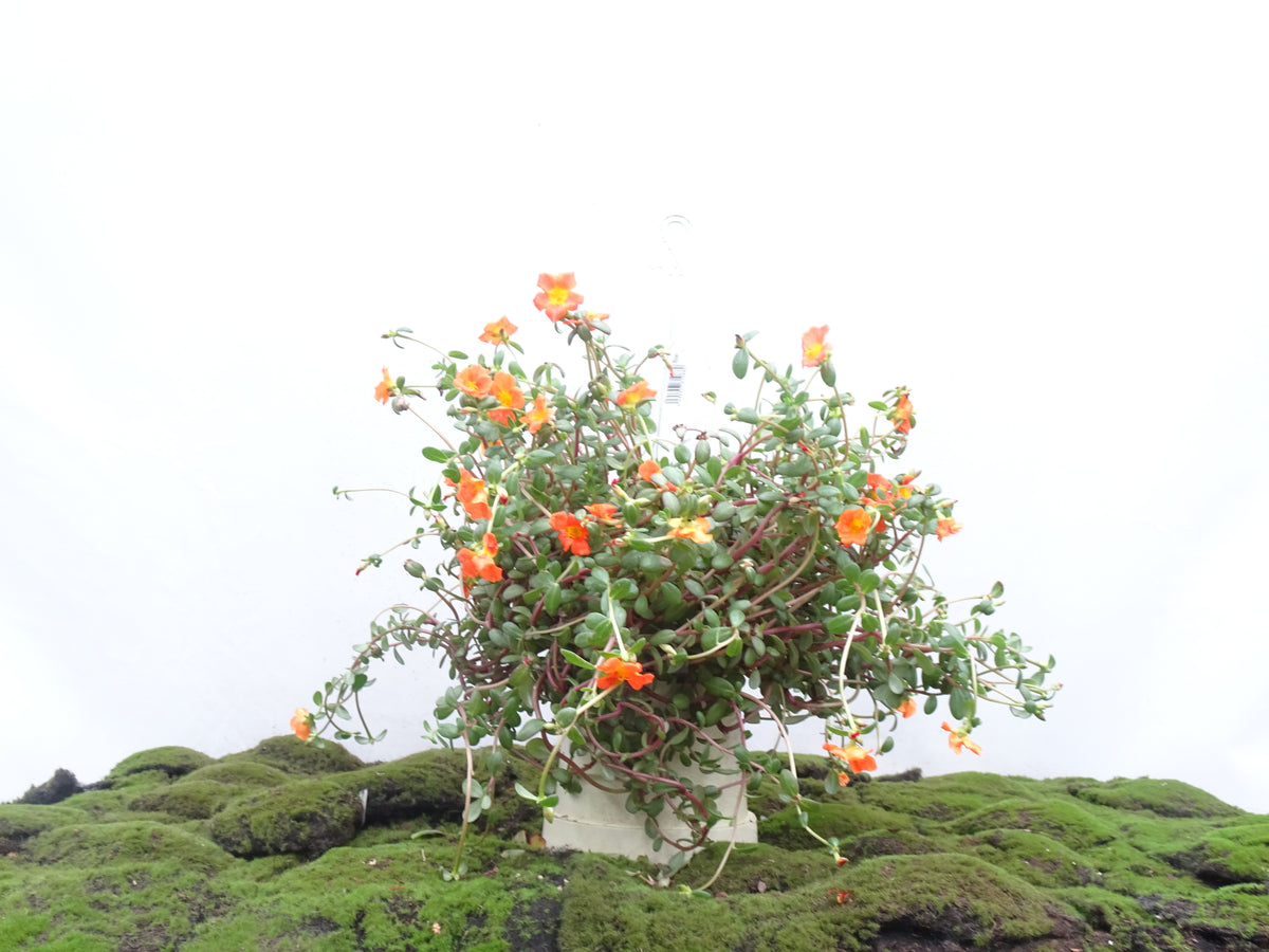 PORTULACA M-15