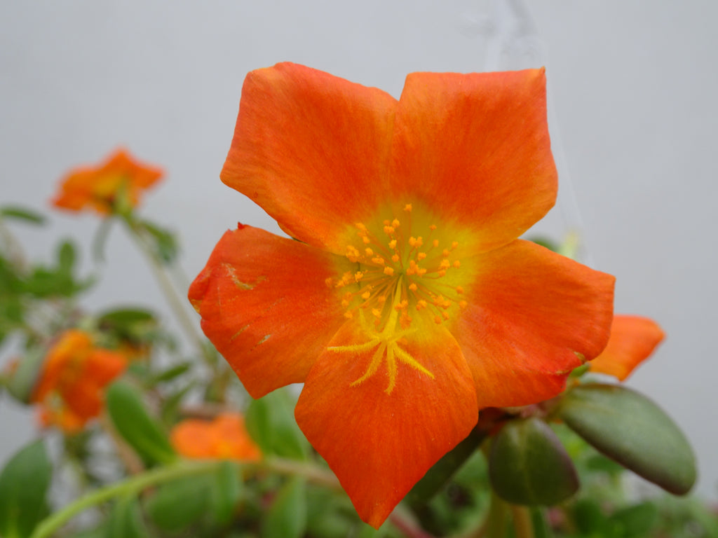 PORTULACA M-15
