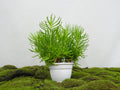 SENECIO HIMALAYA M-15