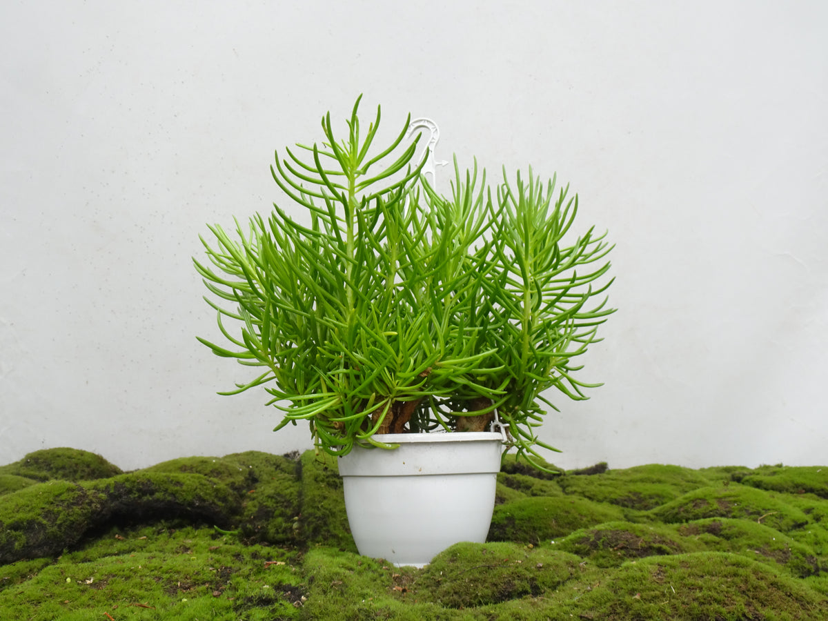 SENECIO HIMALAYA M-15