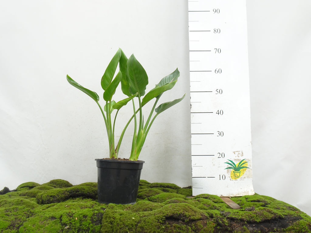 STRELITZIA REGINAE 2 PP M-20