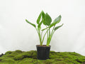STRELITZIA REGINAE 2 PP M-20