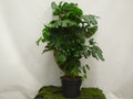 PHILODENDRON MONSTERA DELICIOSA DOBLE ARCO M-45
