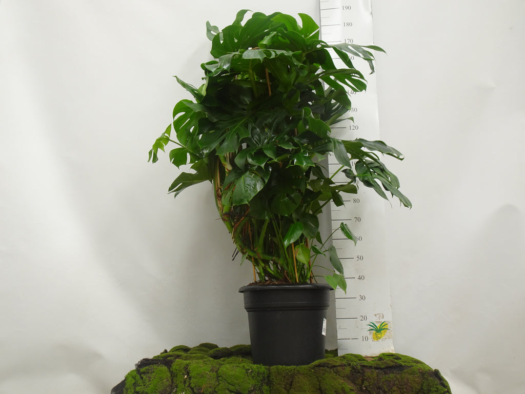 PHILODENDRON MONSTERA DELICIOSA DOBLE ARCO M-45