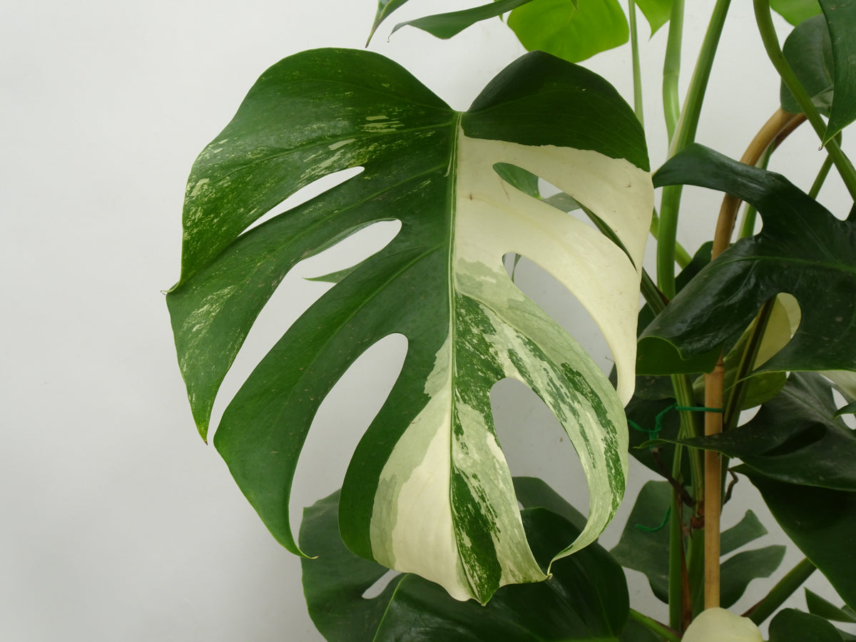 PHILODENDRON MONSTERA VARIEGATA ARCOS M-27