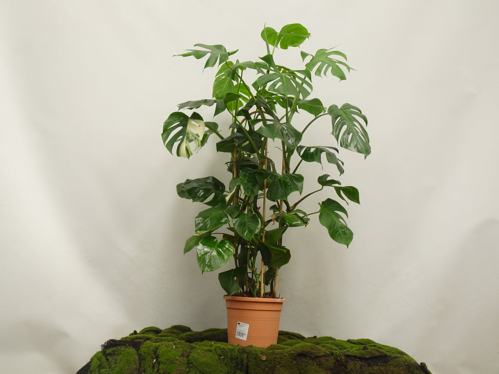 PHILODENDRON MONSTERA VARIEGATA ARCOS M-27