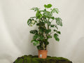 PHILODENDRON MONSTERA VARIEGATA ARCOS M-27
