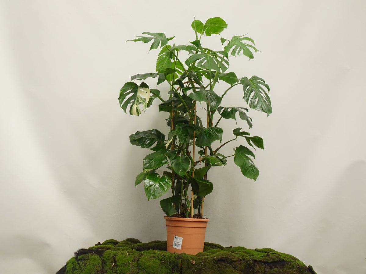 PHILODENDRON MONSTERA VARIEGATA ARCOS M-27