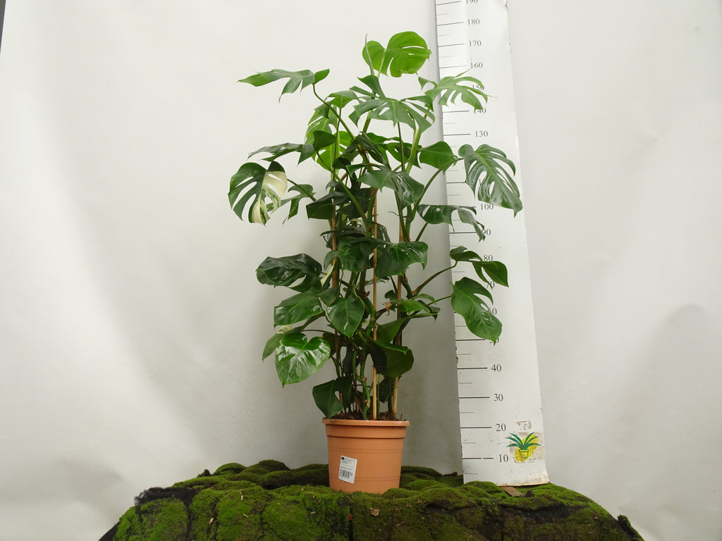 PHILODENDRON MONSTERA VARIEGATA ARCOS M-27