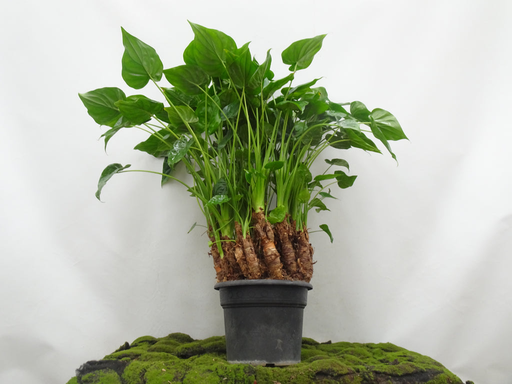ALOCASIA MULTI M-40