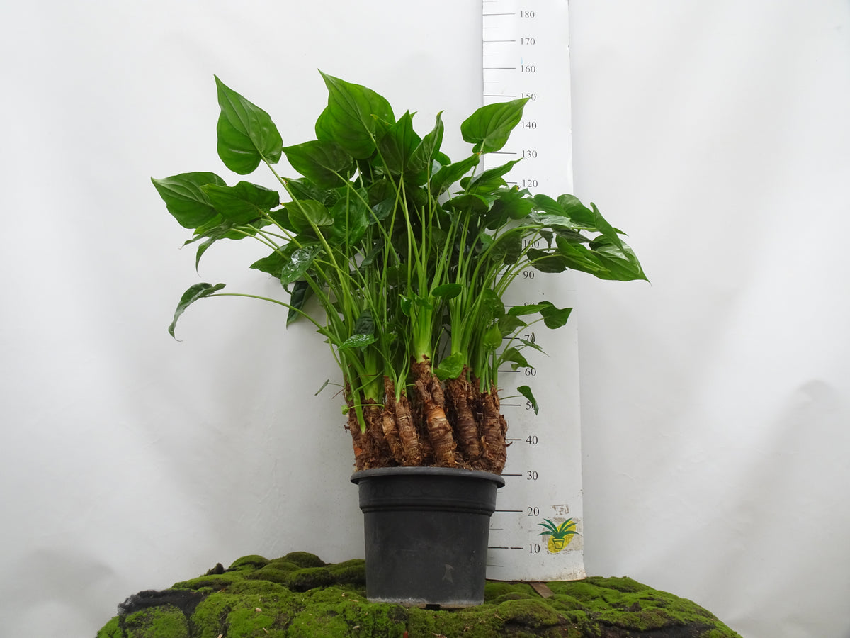 ALOCASIA MULTI M-40