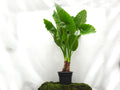ALOCASIA MACRORHIZA M-40