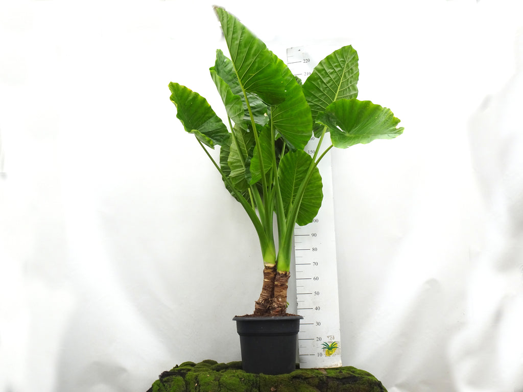 ALOCASIA MACRORHIZA M-40
