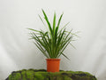 YUCCA PUCK 10L