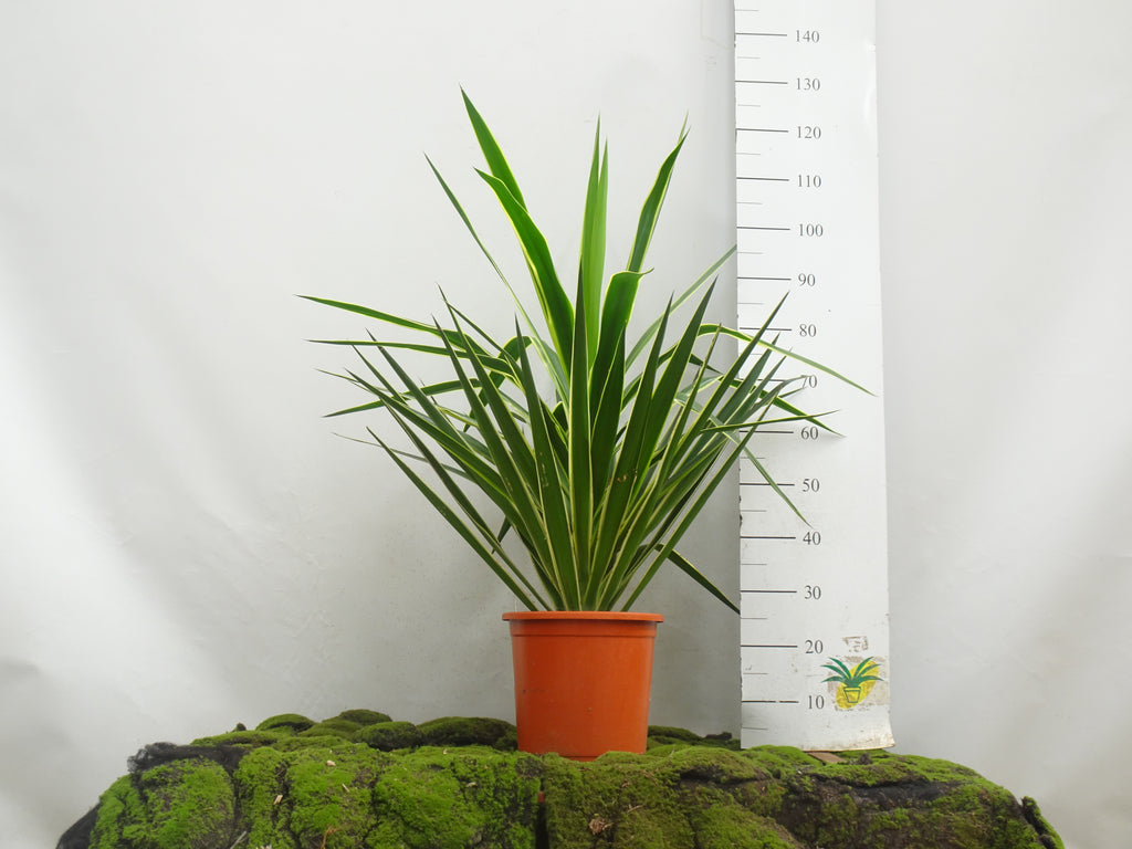 YUCCA PUCK 10L