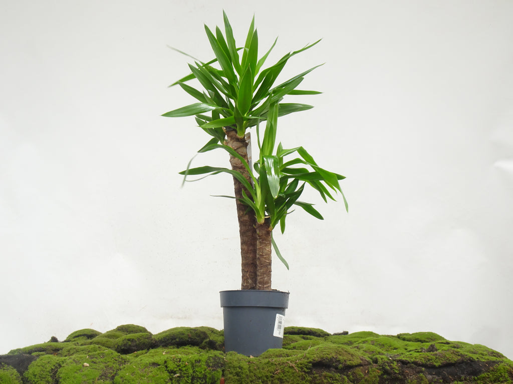 YUCCA ELEGANS II M-20