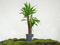 YUCCA ELEGANS II M-20