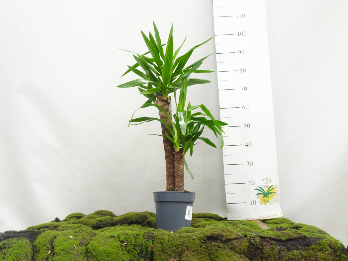 YUCCA ELEGANS II M-20