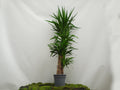 YUCCA ELEGANS M-25