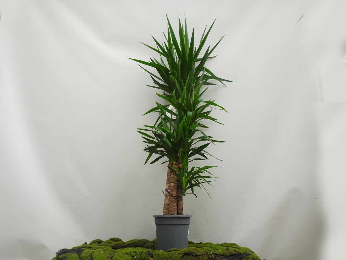 YUCCA ELEGANS M-25