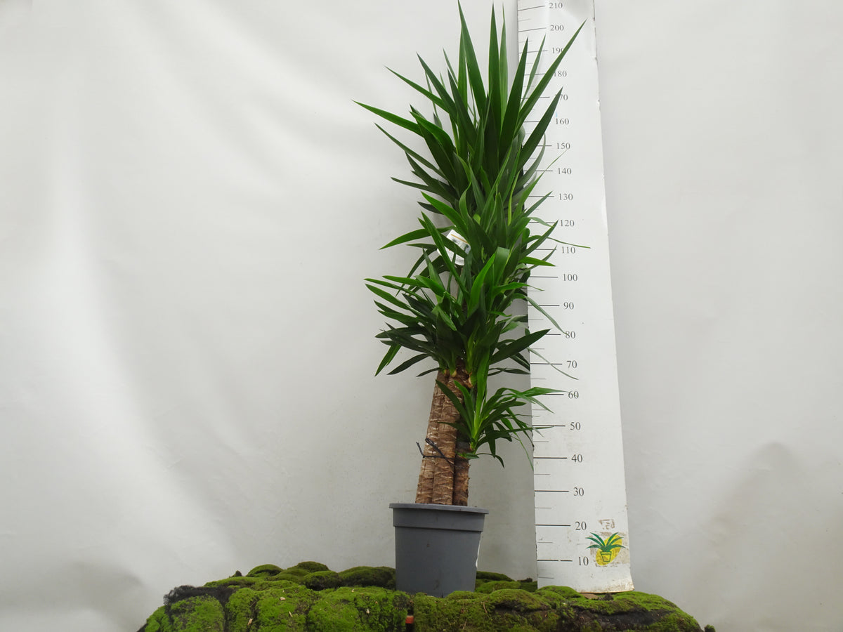 YUCCA ELEGANS M-25