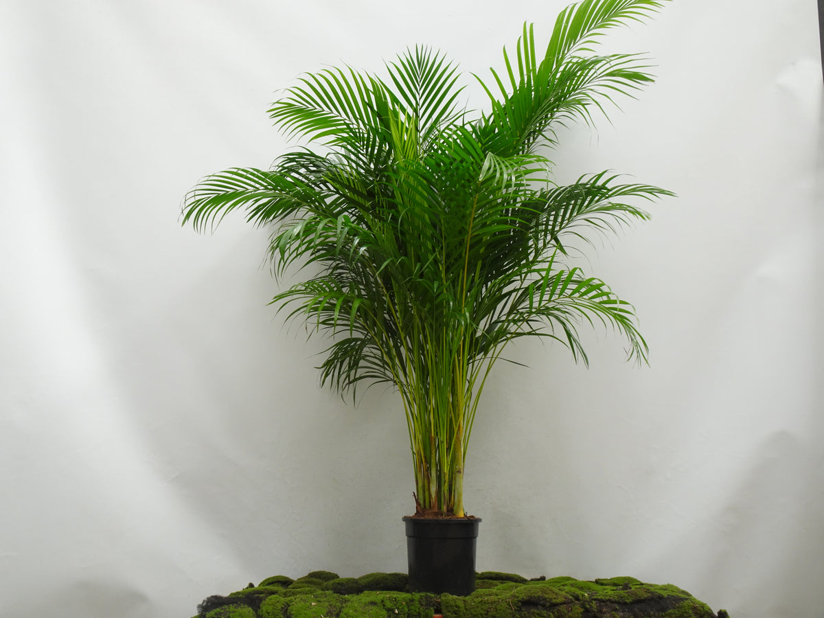 ARECA M-24