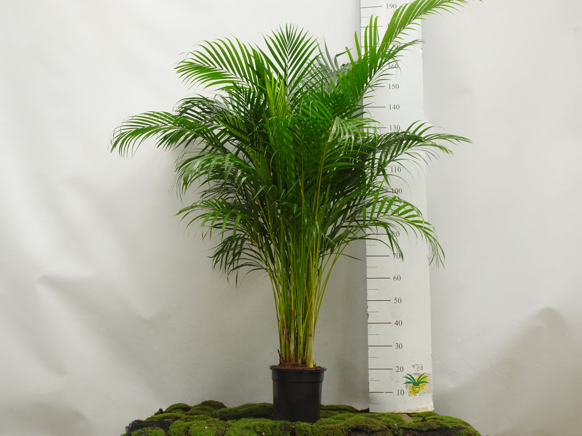 ARECA M-24
