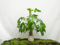 SYNGONIUM PODOPHYLLUM TRILEAF WONDER M-20
