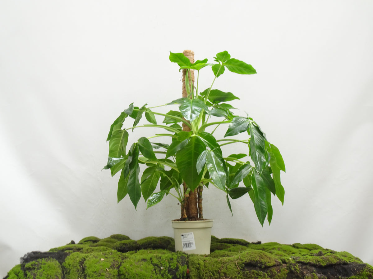 SYNGONIUM PODOPHYLLUM TRILEAF WONDER M-20