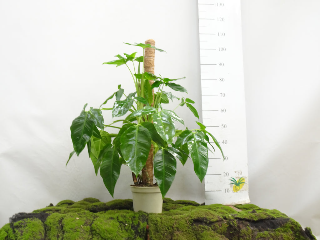 SYNGONIUM PODOPHYLLUM TRILEAF WONDER M-20